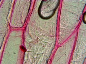 Клітинна структура цибулі ріпчастої, кратність 400х