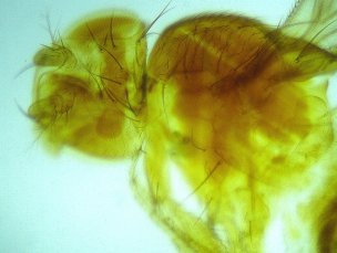   -   Sigeta MB-303:  100x,  Sigeta MCMOS 5.1 MP