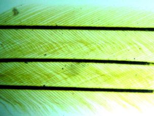       Sigeta MB-303:  100x,  Sigeta MCMOS 5.1 MP