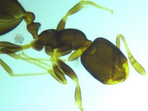     Sigeta MB-303:  40x,  Sigeta MCMOS 5.1 MP