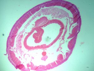  '   Sigeta MB-303:  400x,  Sigeta MCMOS 5.1 MP