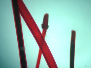     Sigeta MB-303:  400x,  Sigeta MCMOS 5.1 MP