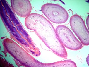      Sigeta MB-303:  400x,  Sigeta MCMOS 5.1 MP