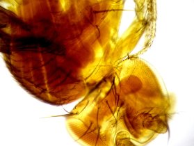   -   Sigeta MB-303:  100x,   Canon 600D