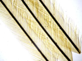       Sigeta MB-303:  100x,   Canon 600D