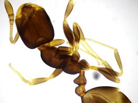     Sigeta MB-303:  40x,   Canon 600D