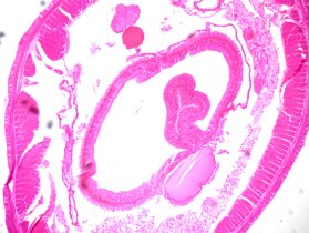  '   Sigeta MB-303:  400x,   Canon 600D