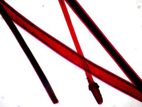     Sigeta MB-303:  400x,   Canon 600D