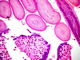      Sigeta MB-303:  400x,   Canon 600D