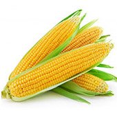 Токсична для комах-шкідників кукурудза ГМО