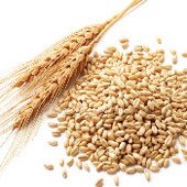 Пшеница, генетически модифицированная с помощью Агробактерии