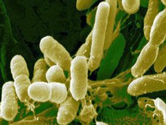Бактерия Agrobacterium под микроскопом