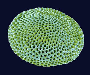 Губчатый панцирь диатомовой водоросли под микроскопом