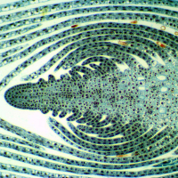 DELTA OPTICAL BIOSTAGE II 40x-1000x Мікроскоп
