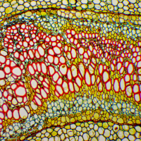 DELTA OPTICAL GENETIC PRO BINO (A) 40x-1000x Микроскоп