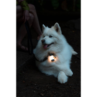 LEDLENSER ML4 Warm Light (300 Lm) ˳����