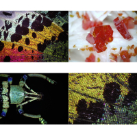 BRESSER Digital DST-1028 5 MP USB 10x-280x �������� ��������