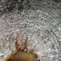 DELTA OPTICAL MET-1000-TRF 50�-1000�  ̳�������