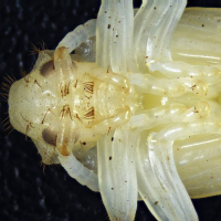 DELTA OPTICAL SZ-430B 7�-30� ̳�������