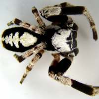 DELTA OPTICAL SZ-450B 10�-45� ̳������� �� ��������� �����