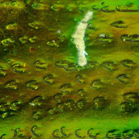 DELTA OPTICAL SZ-450T 10�-45� ̳�������