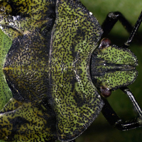 DELTA OPTICAL SZ-450T 10�-45� ̳�������