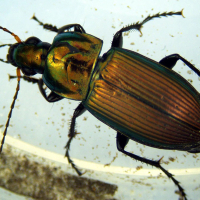 DELTA OPTICAL SZ-450T 10�-45� ̳�������