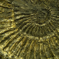 DELTA OPTICAL SZ-630T 8�-50� ̳�������