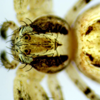 DELTA OPTICAL SZ-630T 8�-50� ̳�������