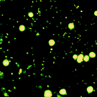 OPTIKA B-293LD1 100x-1000x Trino Fluorescence Микроскоп с гарантией